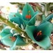 RaRe~Exotic~Turquoise & Orange PUYA Seed~1 Seed ONLY