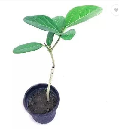 GREENGROW Banyan/Banian/Epiphyte/Urostigma Bargad Live Plant