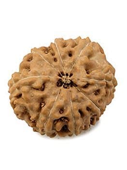 AAA Indonesian Nau Mukhi / Nine Faced Rudraksha Beads