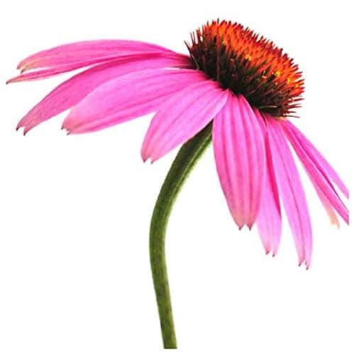 Purple Coneflower Seeds - Echinacea Perennial Herb - 1,000 Seeds Non GMO