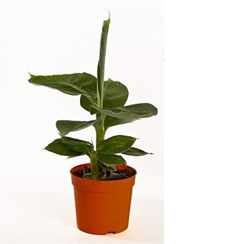 Musa Tropicana Plant. Dwarf Banana Tree in a 12cm Pot