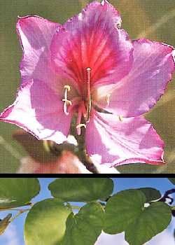Tropica Orchid Tree Bauhinia Variegata 8 Seeds