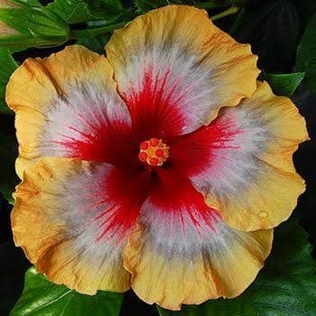 Guruji Plantation Hibiscus Plant Multicolor Color Flower Live with Plastic Pot