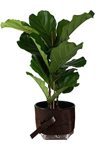 Live Ficus Lyrata - Fiddle Leaf Fig Tree - Ficus - Great Indoor Tree - Easy - Fit 1 Gallon Pot
