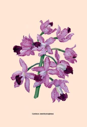 Buyenlarge Orchid: Cattleya Amethystoglossa 24x36 Giclee 07935-5G24x36