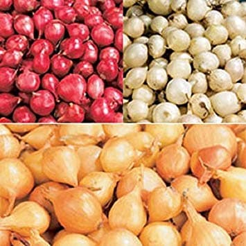 Onion Sets ,MIX, Red,Yellow,White (50-70 bulbs) Garden Vegetable
