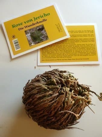 Tropica Rose From Jericho (Selaginella Lepydophylla) 1 Tuber XL