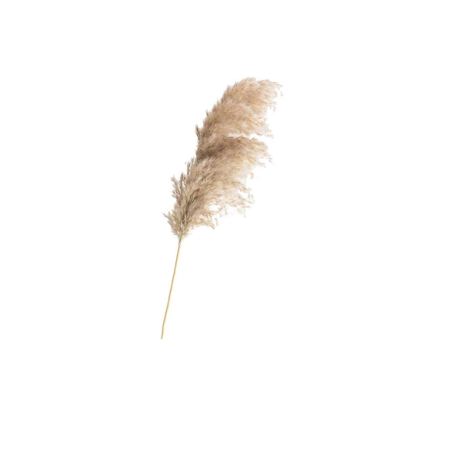 20 Pcs Dried Plants Pampas Grass Natural phragmites communis Wedding Flower Bunch raw Color,20pcs raw Color,M