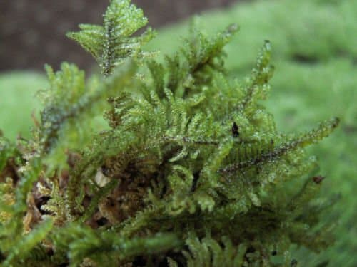 Live Feather Moss 1 Quart for Vivarium, Terrarium, Reptile, Bonsai