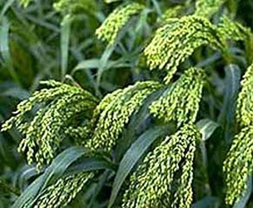 Proso Millet - Makes Great Amounts of Seeds for Birds - Beautiful in The Garden 500 Seeds