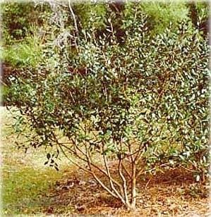 Pineapple Guava Plant - Feijoa - ACCA sellowiana - 4" Pot