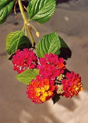 TROPICA - Common Lantana (Lantana camara) - 30 Seeds - Mediterranean