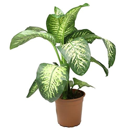 Dieffenbachia Tropic Snow Live Plant Premium Foliage Plant Fit 1 Gallon Pot