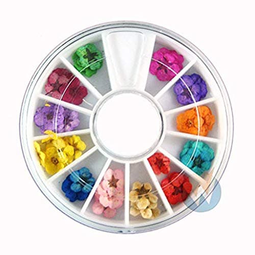 shamrock58 Art Accessories Real Dry Dried Flowers 12 Colors Bundle Set in Wheel House Decoration