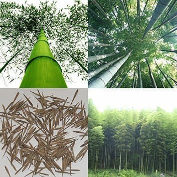 Higarden Giant Fresh Moso Bamboo seeds, tree seeds BAMBOO MOSO, 100 seeds / bag