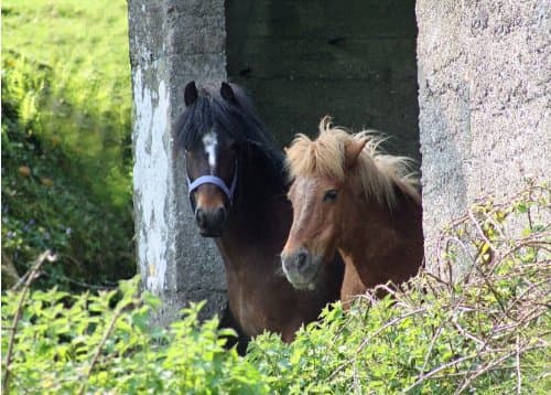 Drainpipe Ponies. This is an ideal Birthday card for horse lovers. The message inside reads "Happy Birthday"