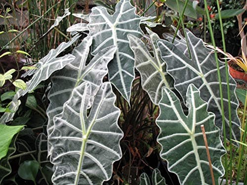 5 Starter Plants of Alocasia Amazonica Elephant's Ear, African Mask
