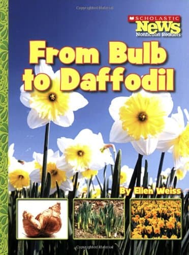 From Bulb to Daffodil (Scholastic News Nonfiction Readers)
