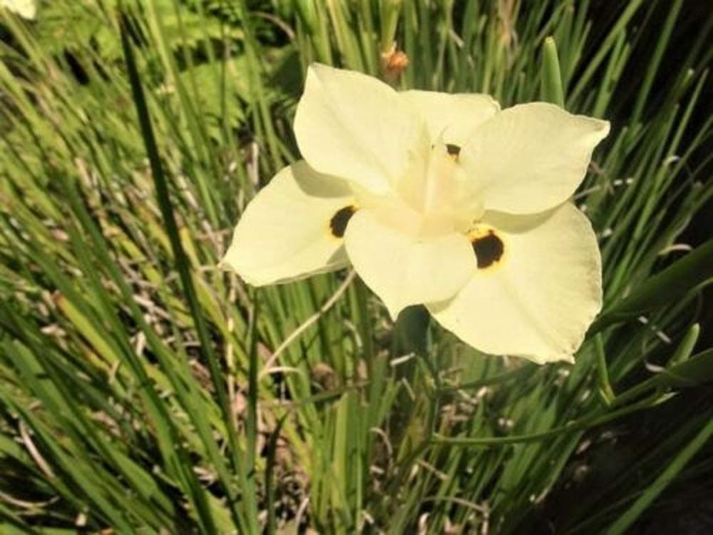 20 Yellow African IRIS Fortnight Lily Dietes Bicolor Butterfly Flag Flower Seeds Plant A7