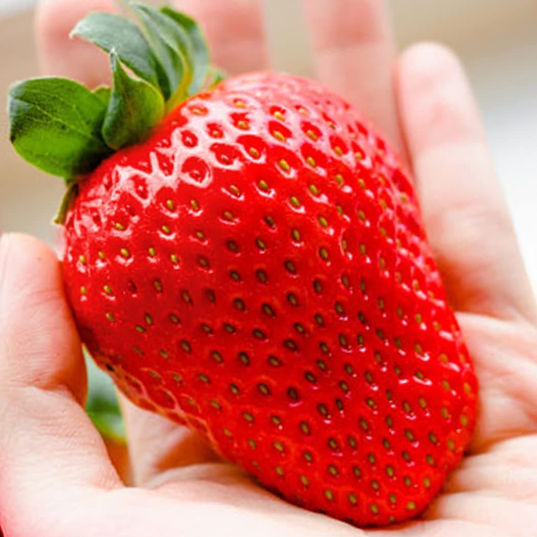 UK 50 Pieces Large Strawberry Seeds Big Red Aromatic Fruit Seed for Gardens Patios Balconies
