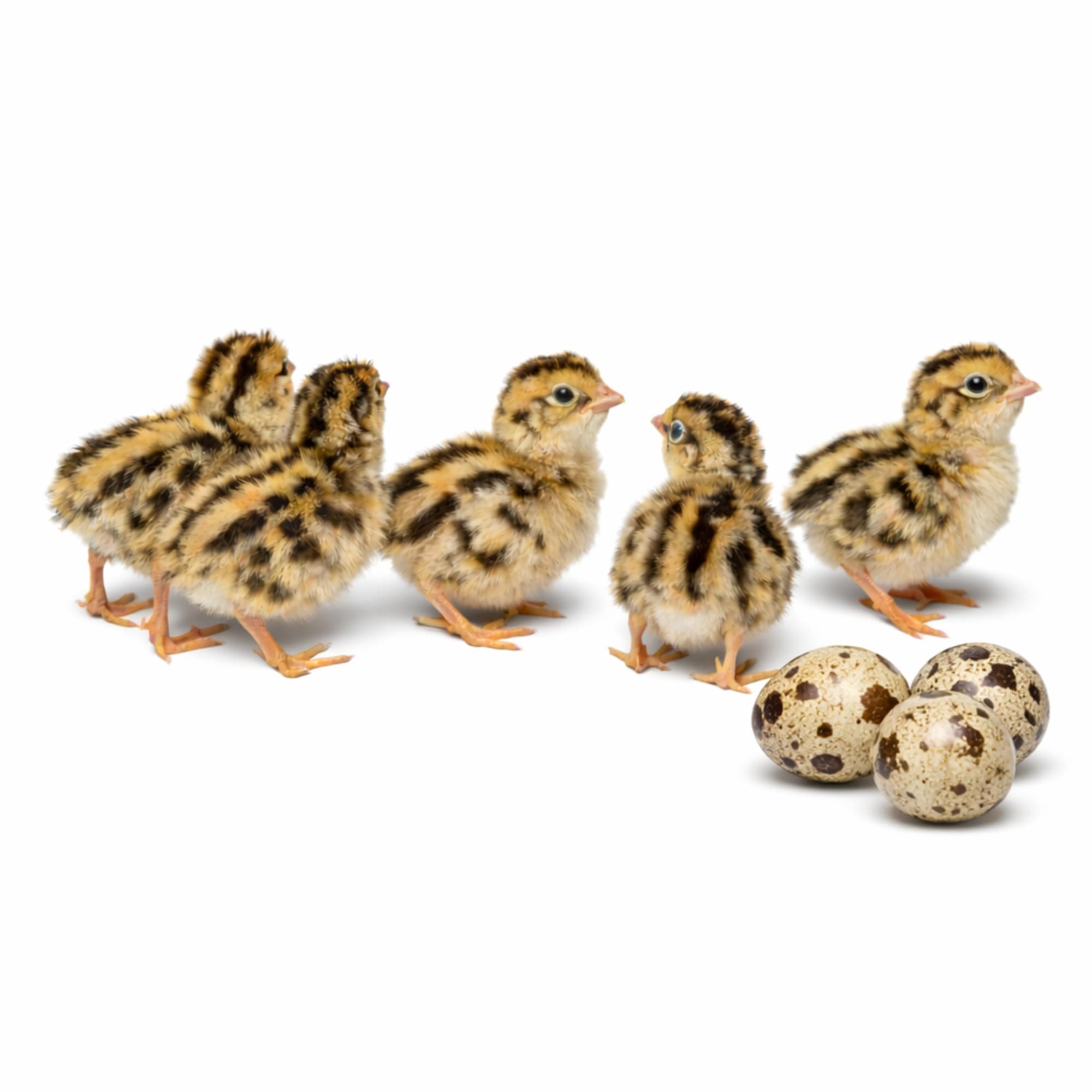 Coturnix Quail Fertile Hatching Eggs - 100 Ct + Extras