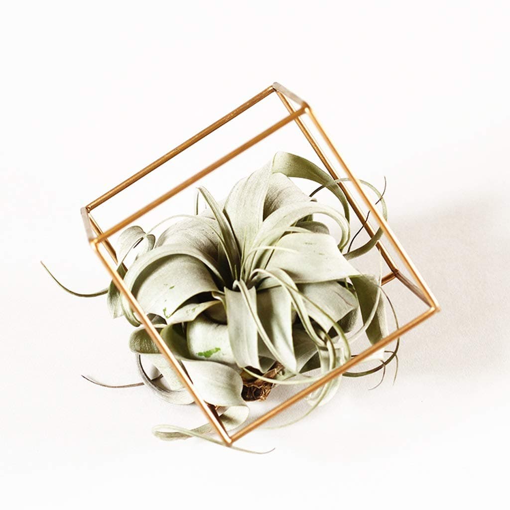 HBJP Flower Frame Nordic Creative Gold Cubic Metal Flower Stand Desktop Swing Home Decoration Plant Stand Flower Stand (Size : B Side Length 10CM)