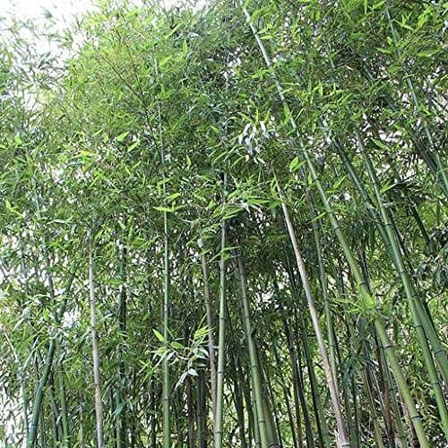 50+ Fresh Giant Japanese Timber Bamboo Seeds Phyllostachys Bambusoids Active