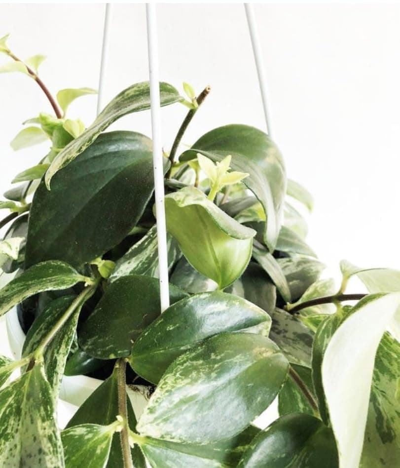 Rare Lipstick Plant Aeschynanthus lobbianus variegata in 15cm Hanging Pot 35 cm Lenght