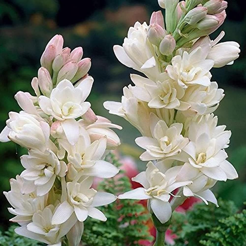 Kraft Seeds Gate Garden Rajnigandha Tuberose Flower Bulbs Double Variety (Plus Minus 5%) Size of Bulbs Big Medium Small In Super Saver Business Pack For Resellers & Bulk Growers (100 Bulbs in 1 Box)