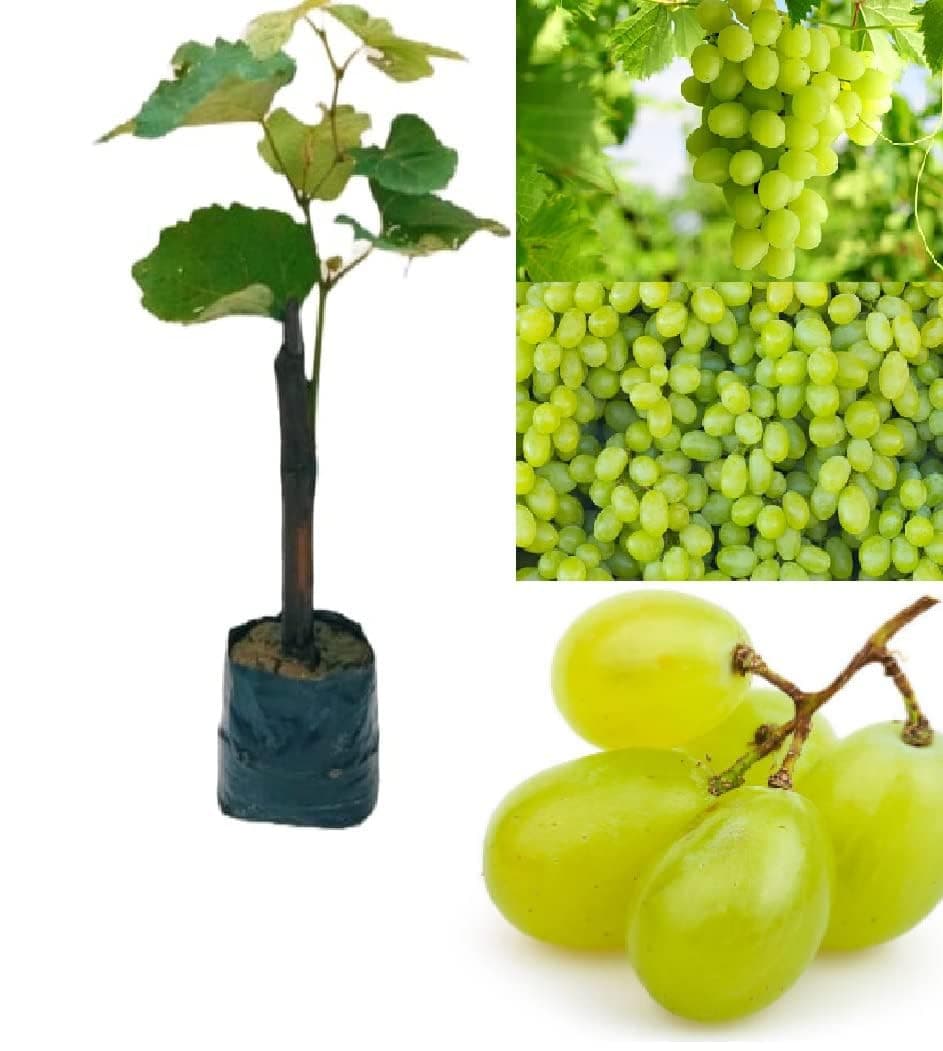 EverSneh Live "Thompson Seedless grape Fruit plant " hybrid - 1 Healthy Live Super Yielding Early Fruting Thompson Seedless grape Fruit Plant'