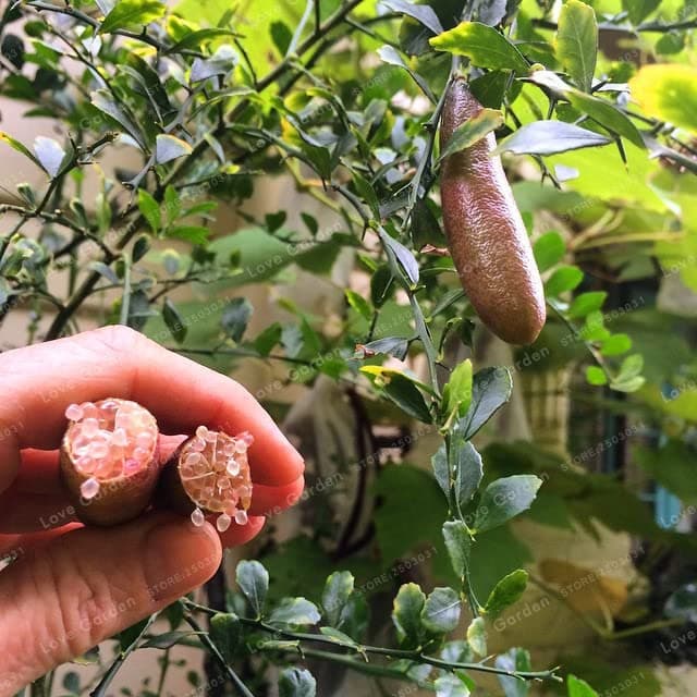 CHUXAY GARDEN 20 Seeds Mix Finger Limes,Australian Finger Limes,Caviar Limes Green Pink Red Sweet Sour Fruit Gardening Flavoring Fruit Easy Grow