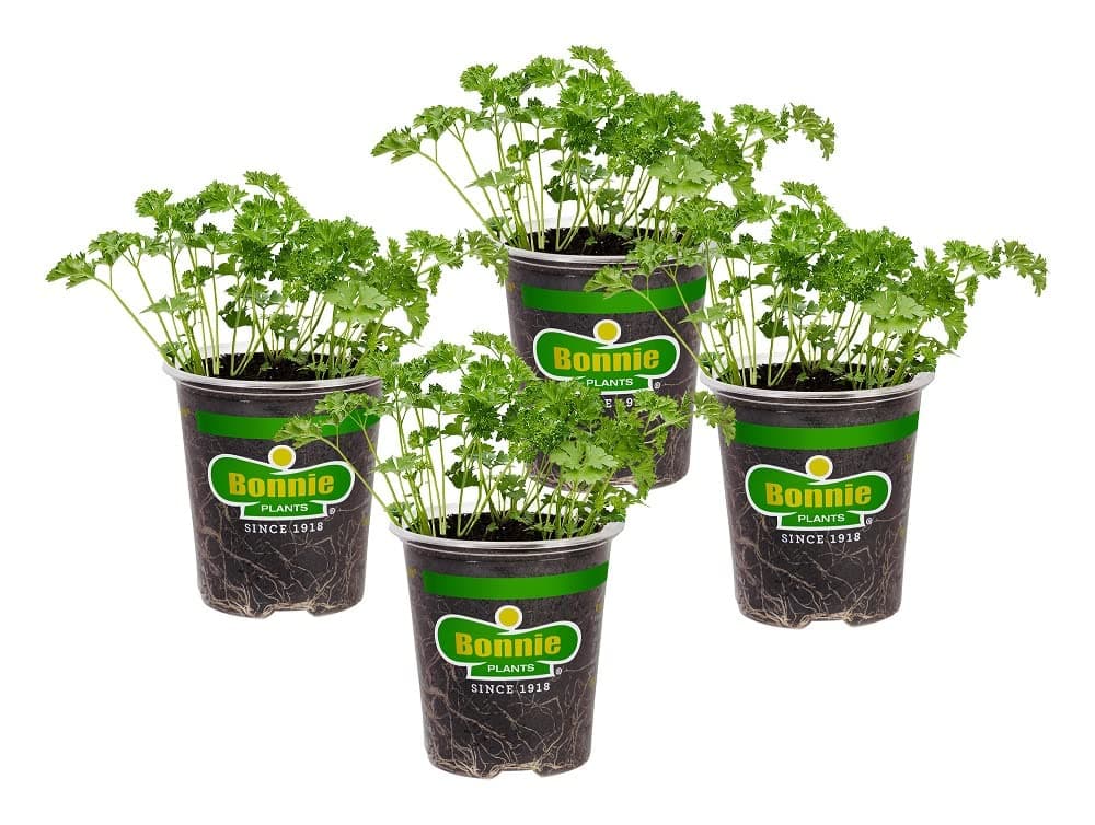 Bonnie Plants Curled Parsley Live Herb Plants - 4 Pack, Biennial, Non-GMO, Garnish, Seasoning, Salads, Palate Cleanser