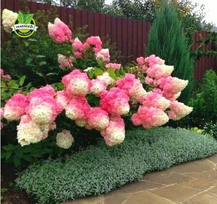 New Vanilla Strawberry Hydrangea 50+ Fresh Flower Seeds - Panicle Hydrangea Herbaceous Perennial Hydrangeaceae