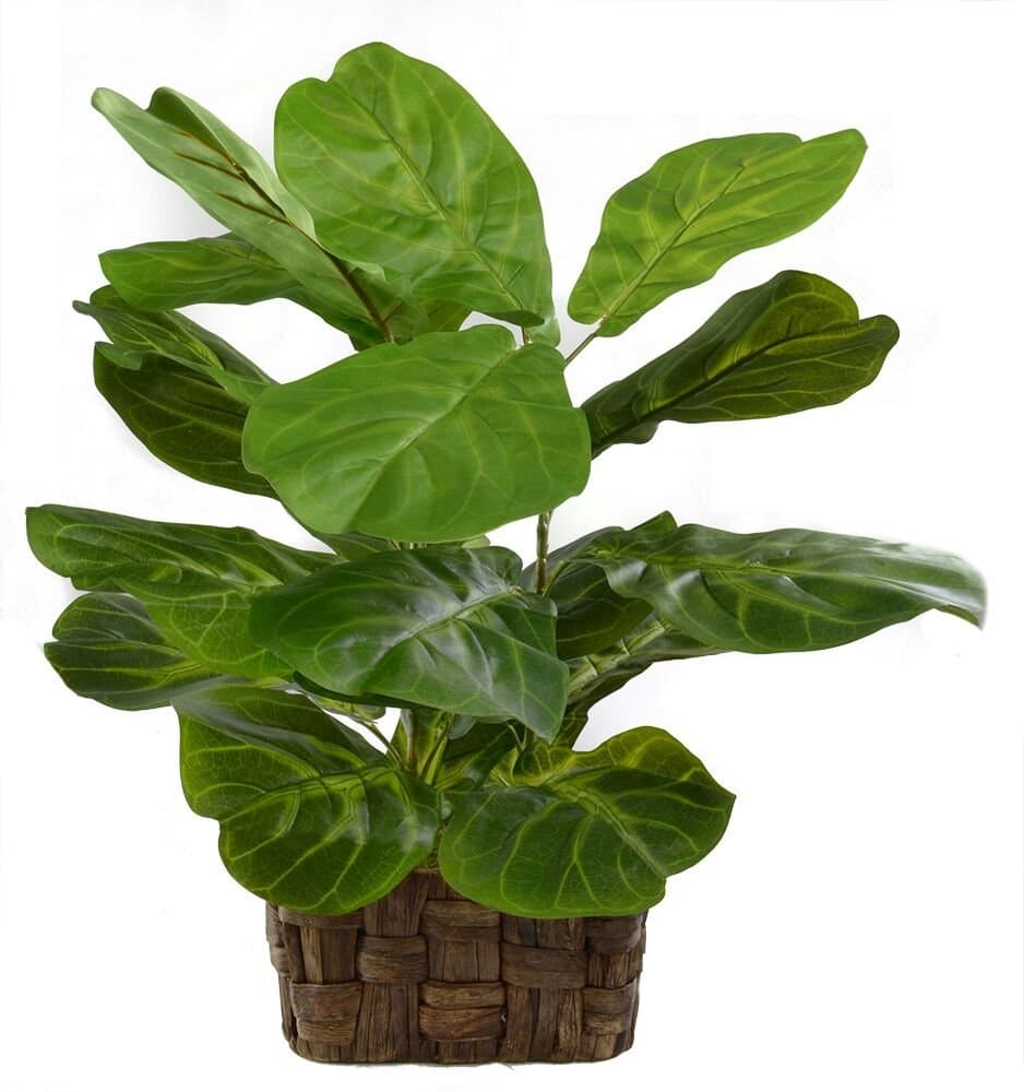 Le Silk Shoppe Fiddle Leaf Fig in Basket (2465)