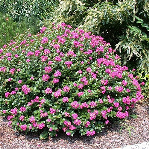 (Liner) 'Pocomoke' Dwarf Crape Myrtle, Purple-Pink Flowers Unique Dwarf Shrub, Also Cold Hardy Crape Myrtle
