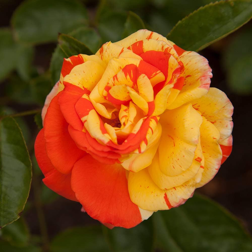 Heirloom Roses Rose Plant - Oranges 'n' Lemons Colorful Rose Bush, Shrub Roses for Planting Outdoors