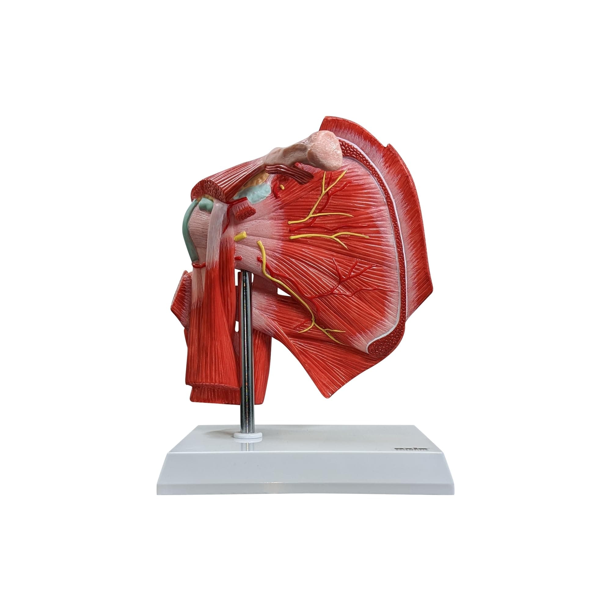 Muscled Shoulder Joint Model – Shows Complete Shoulder Musculature from Rotator Cuff to Subscapular Muscles – Includes Base, Product Manual, Made by Axis Scientific