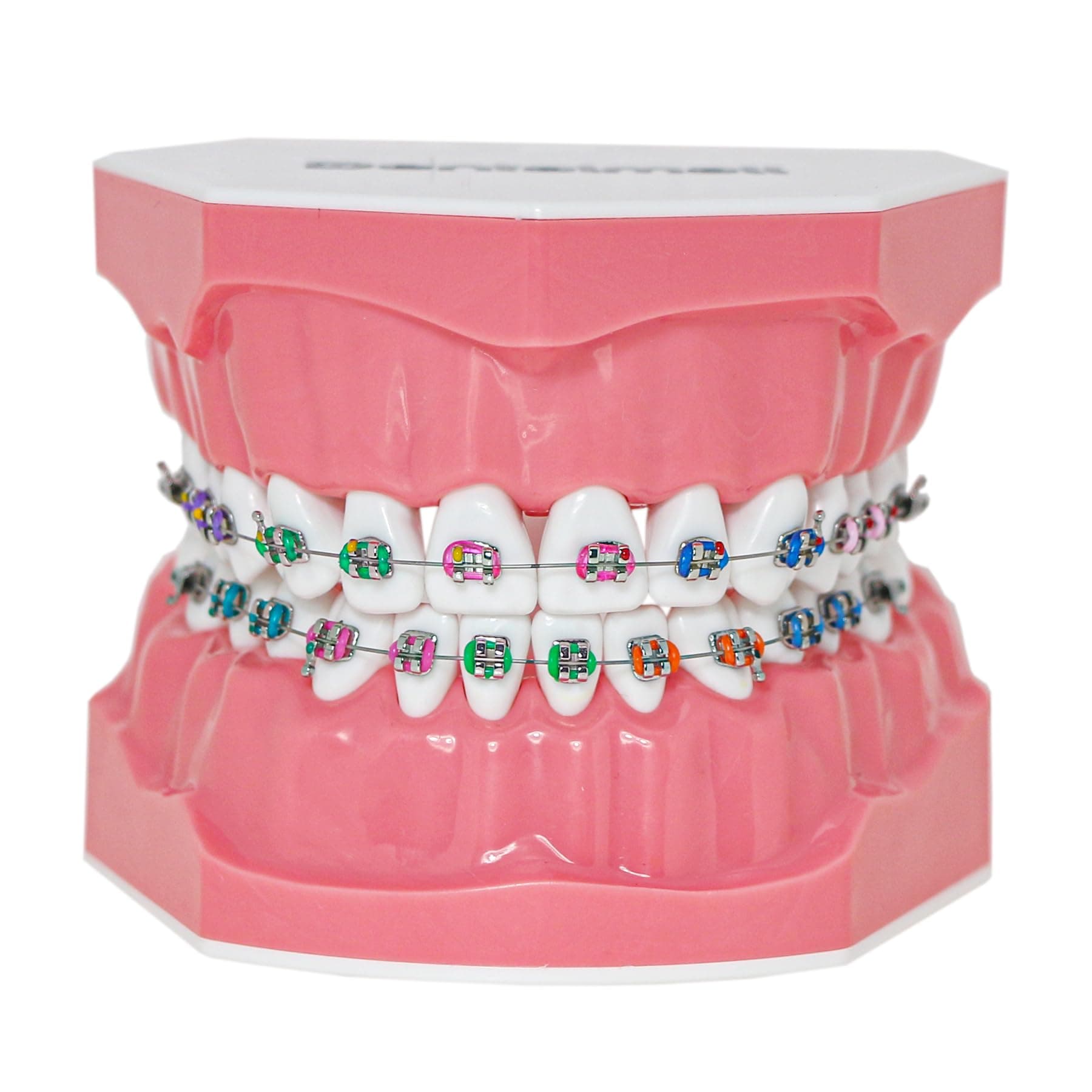 Dental Teeth Orthodontic Demonstration Model Typodont Teaching,Studying,Explaining Model for Adult and Children