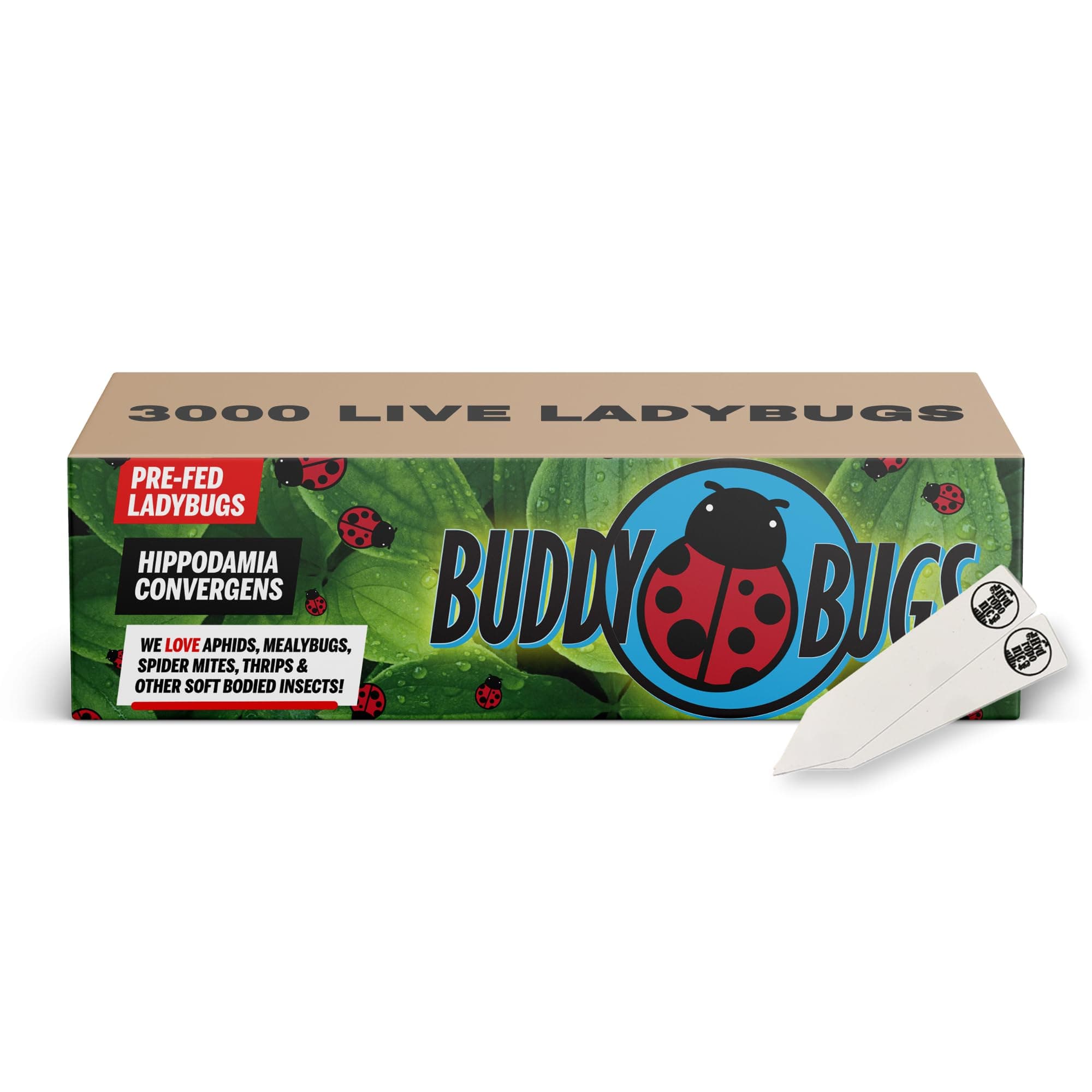 3000 Pre-Fed Live Ladybugs | BuddyBugs | Hippodamia Convergens | Guaranteed Live Delivery | for Aphid Control and Other Insects + 2 THCity Stake