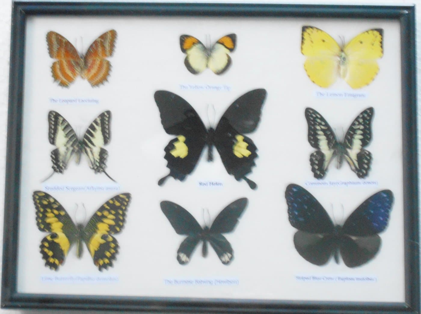 REAL 9 BUTTERFLIES Collection TAXIDERMY Framed