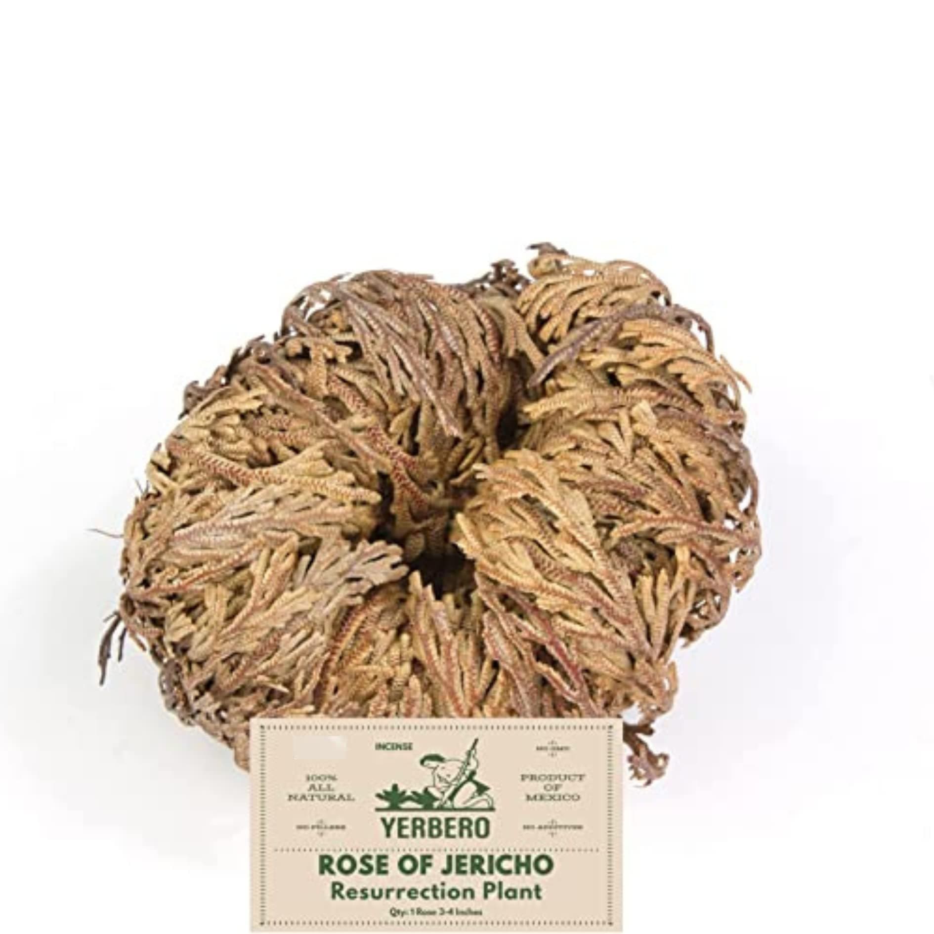 Yerbero - Jumbo Rose of Jericho Dried Flower 3.5'' - 6'' | Selaginella Lepidophylla | Resurrection Plant | Jumbo Size Dried Rose | Abundance, Prosperity, Sacred, Doradilla Plant | 3.5'' - 6''