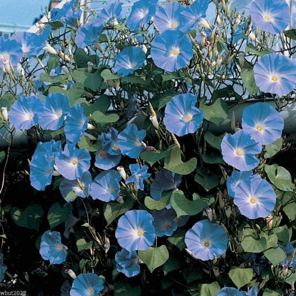 100 Ipomoea Morning Glory Seeds - Clarks Heavenly Blue - Climber - 100 Seeds