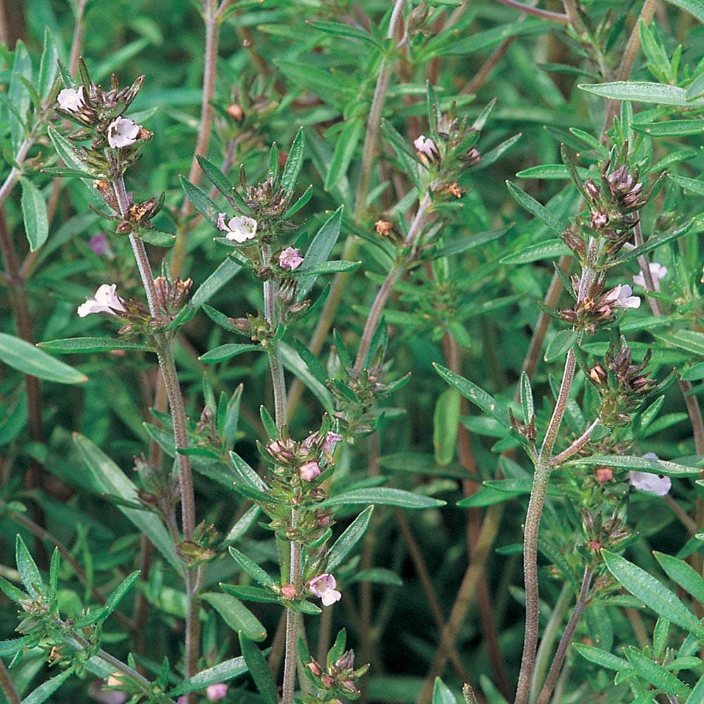 Suffolk Herbs - Summer, Savory Seeds