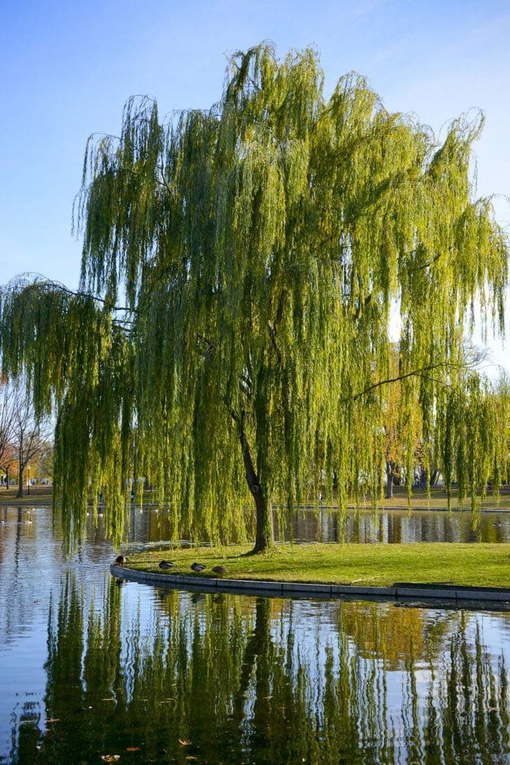 Pixies Gardens (3 Gallon) Weeping Willow Tree Drooping Branches Give The Tree A Distinctive Shape. Great for Use As A Focal Point and in Areas That are Moist.