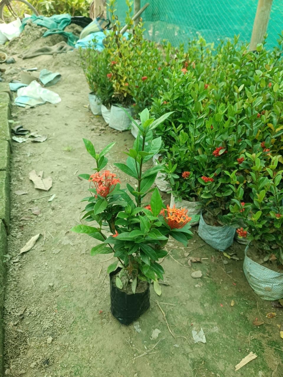 DEBNATH NURSERY Red Ixora/Rangan Flower Live plant