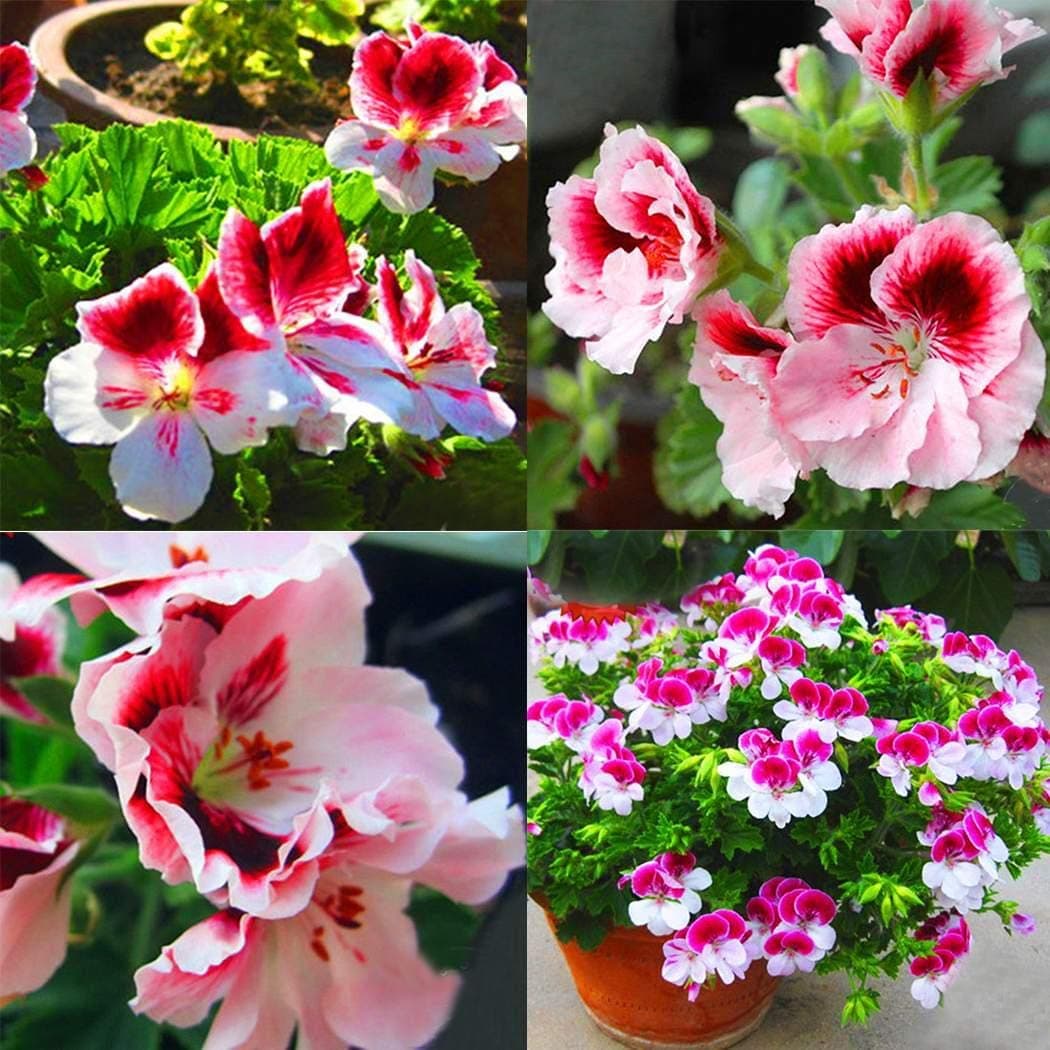 SummerRio Garden- 20 Pcs Mixed Geranium Seeds Fragrant Seeds Blooms Multicolor Pelargonium Hortorum Balcony Garden Flower Plant