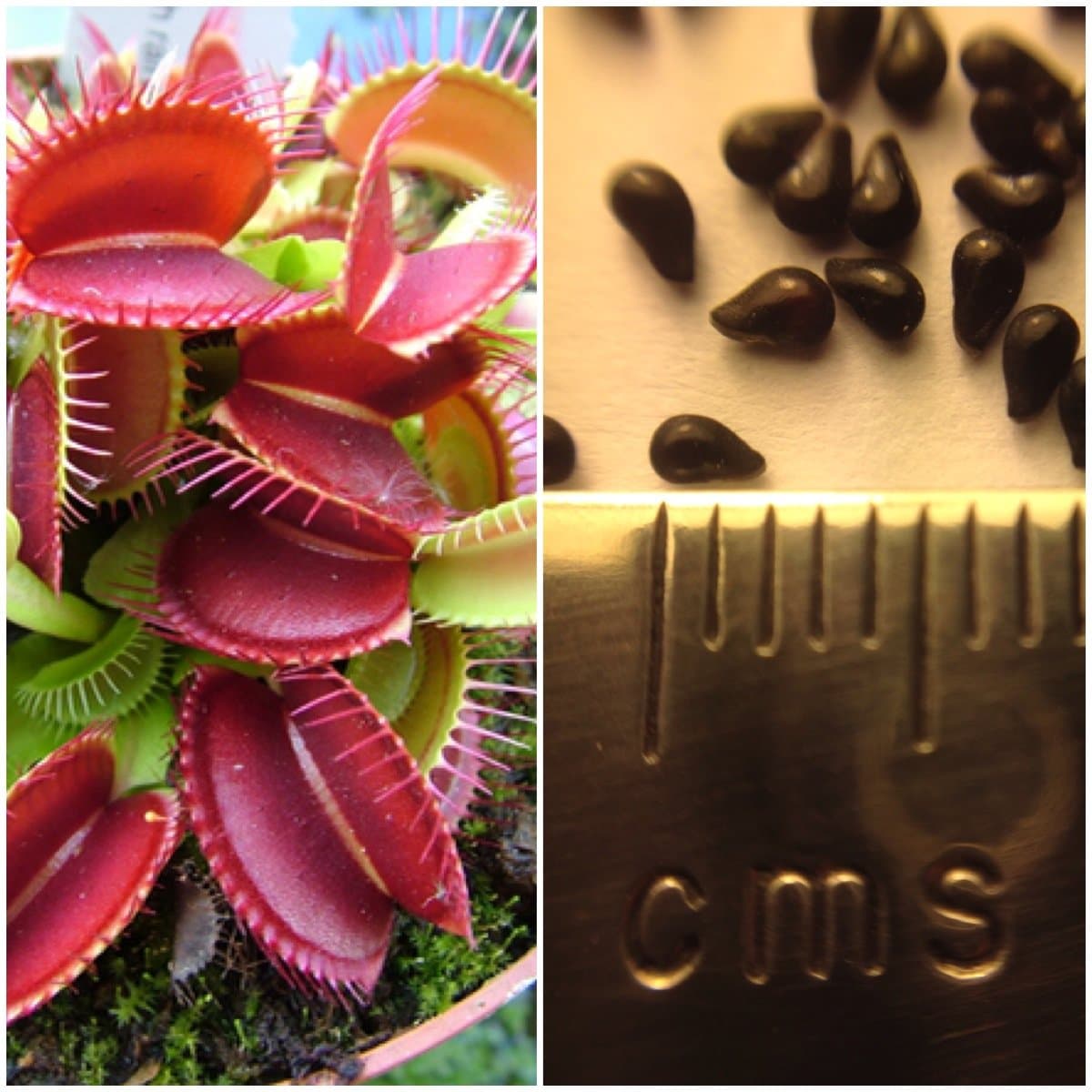 VENUS FLY TRAP (5 Seeds) - Dionaea Muscipul * Carnivorous * Same day dispatch!