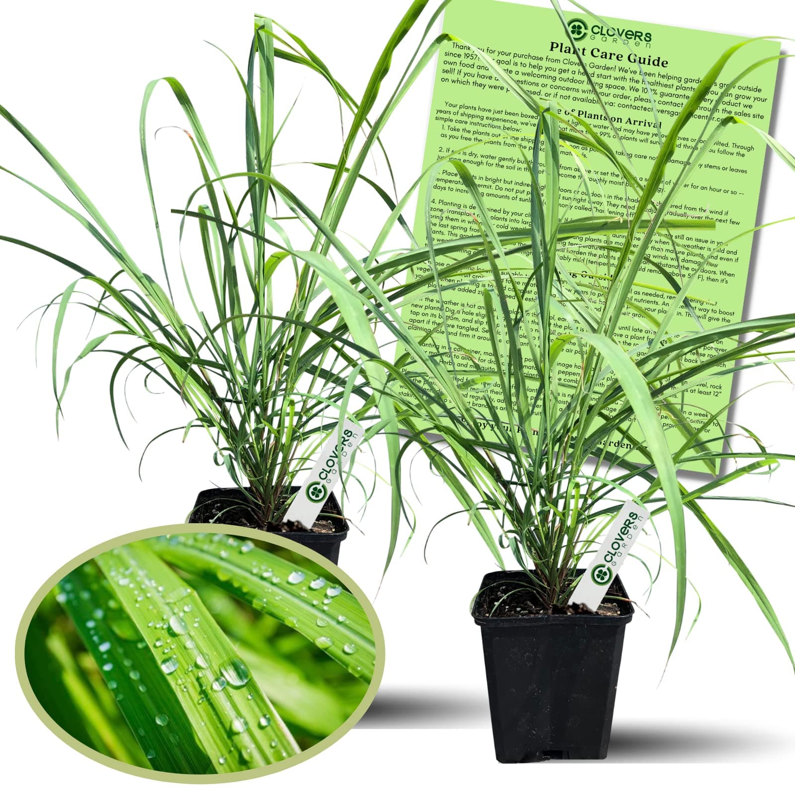 2 Large Lemongrass Plants Live - Mosquito Repellent Plants 4”– 7” Tall in 3.5” Pots - Non-GMO Edible Medicinal Herb Cymbopogon Citratus
