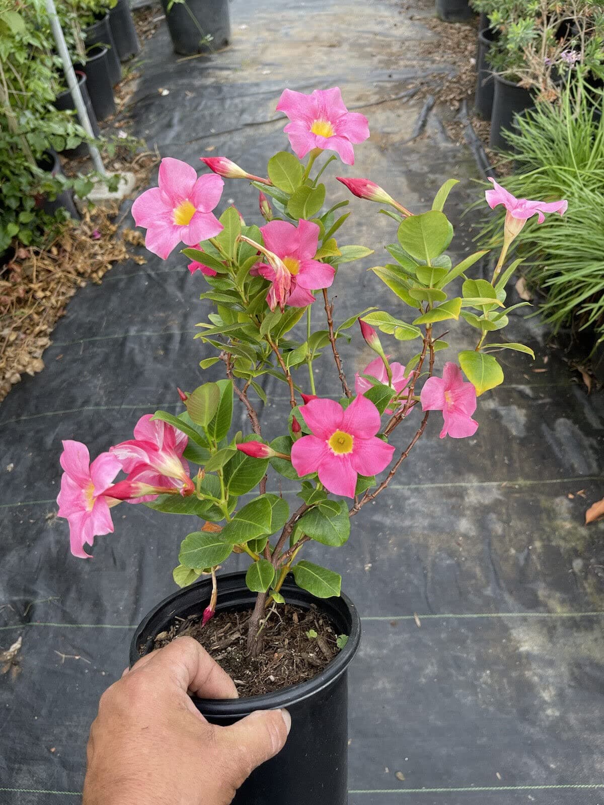 DIPLADENIA MADINIA Pink - Rooted in 1 Gallon Pot