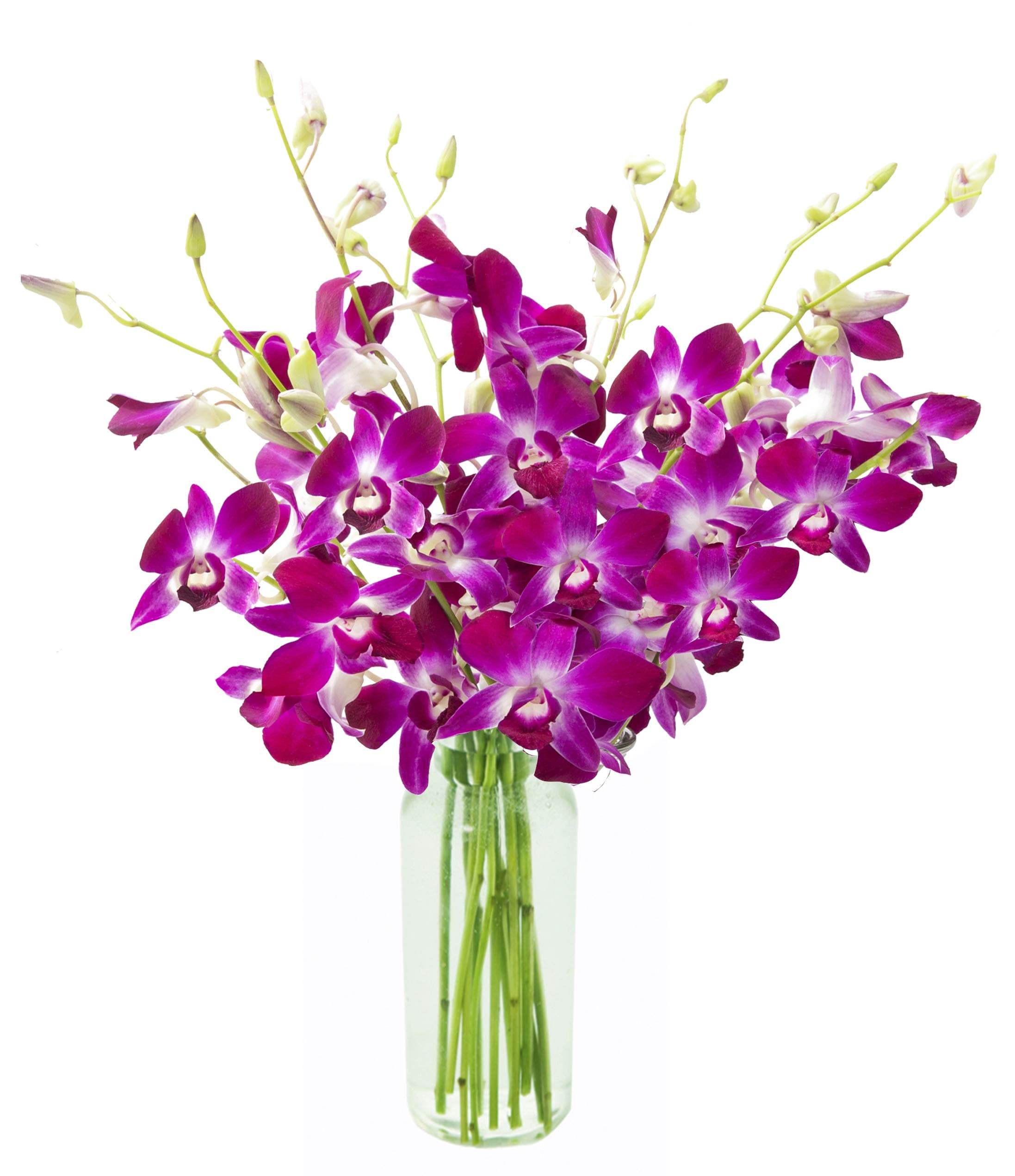 KaBloom - Bouquet of Purple Orchids from Thailand with Vase - Fresh Flowers for Birthday, Valentine's & Mother's Day